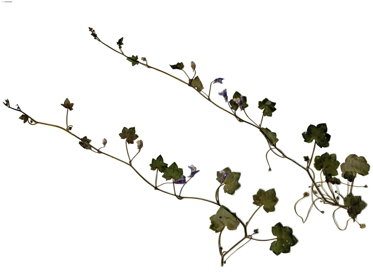 Cymbalaria muralis (Plantaginaceae)